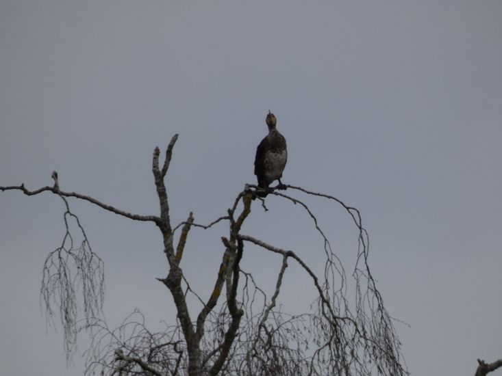 Click to see next picture