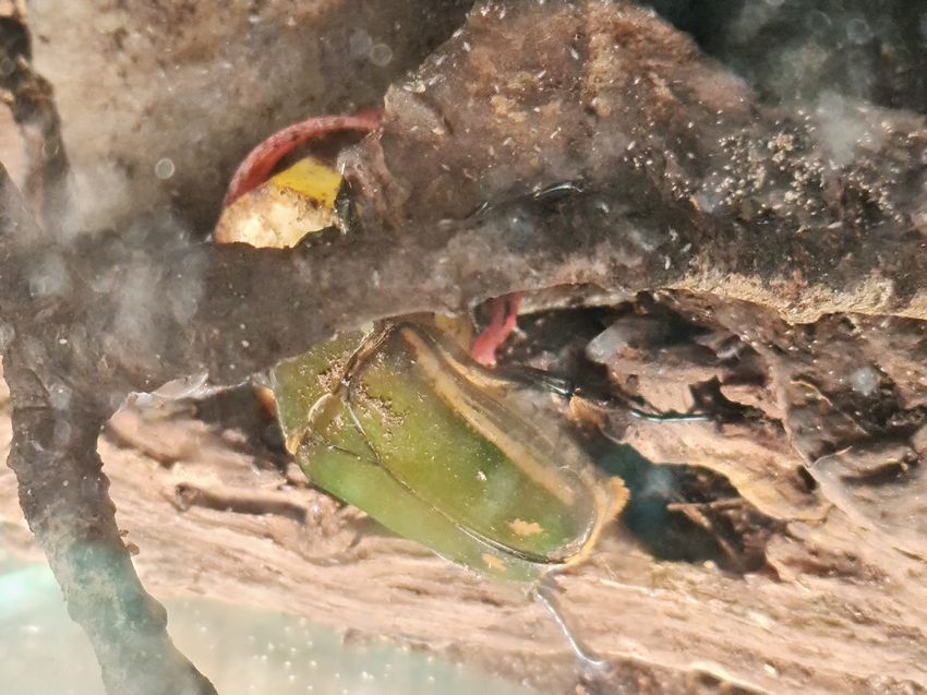 Click to see next picture