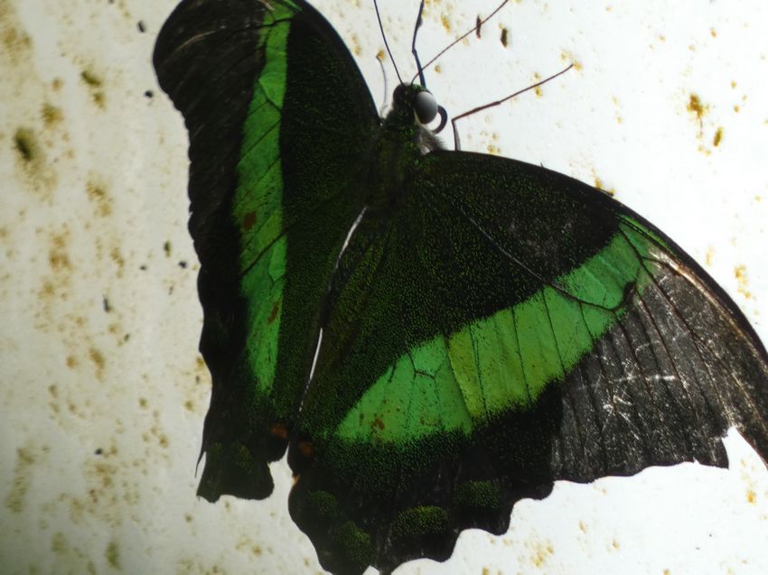 Click to see next picture