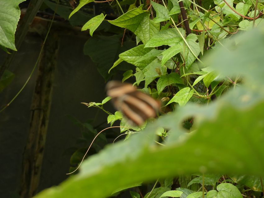 Click to see next picture